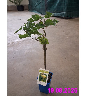 Vitis vinifera 'Julijski Muskat' RP 1,6 L